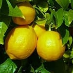 lemon essential oil for headache