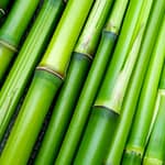 bamboo oil