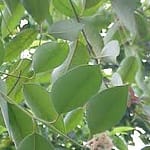eucalyptus weakens the cold virus