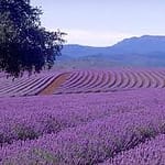 lavender essential oil for headaches