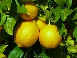 buy lemon oil