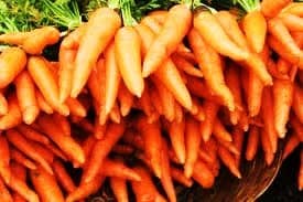 buy carrot seed essential oil